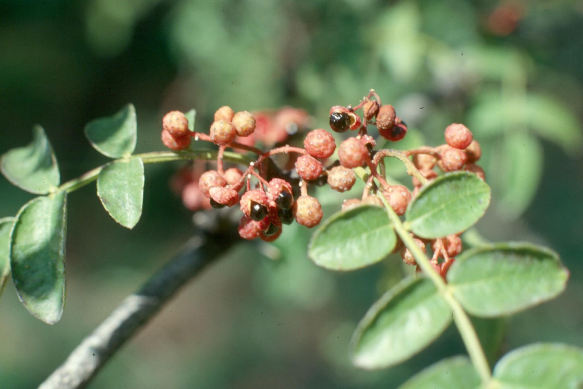 XANTHOXYLUM