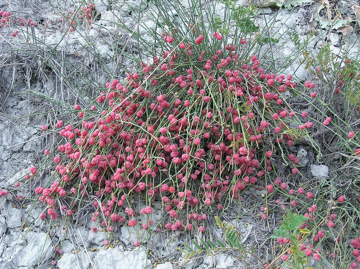 EPHEDRA VULGARIS