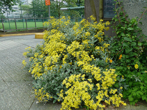 brachyglottis