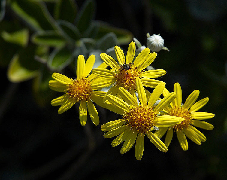 BRACHYGLOTTIS REPENS