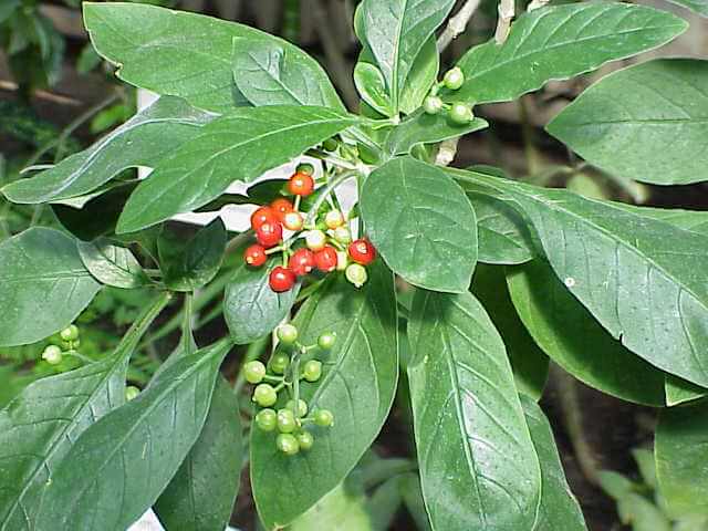 IPECACUANHA