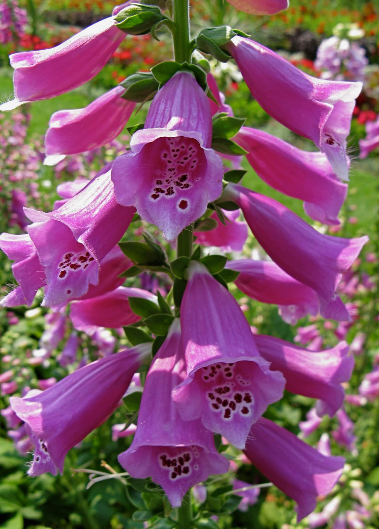 DIGITALIS PURPUREA
