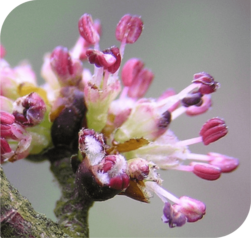 Elm - The Responsibility Flower