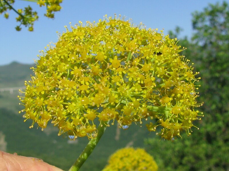 FERULA GLAUCA
