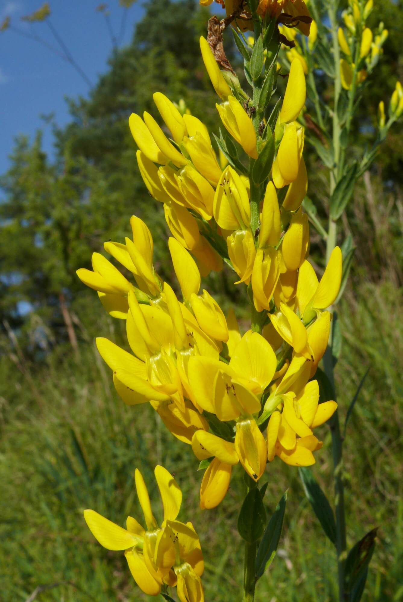 GENISTA TINCTORIA
