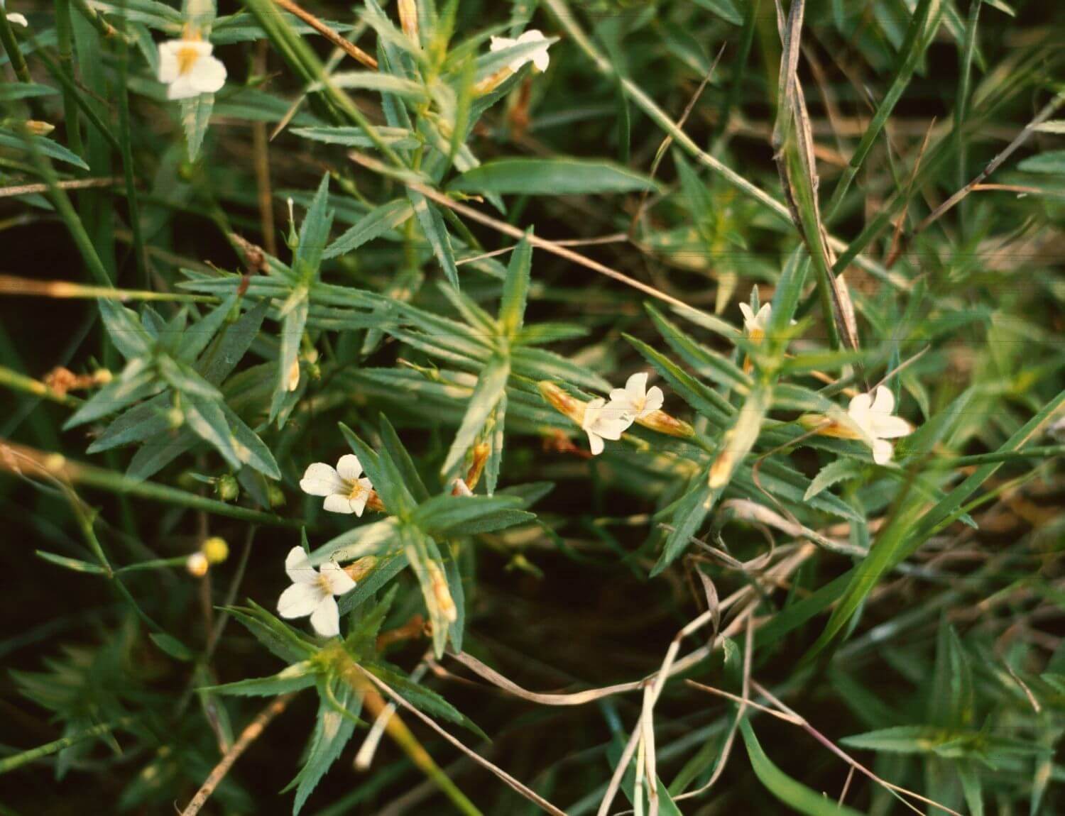 GRATIOLA OFFICINALIS