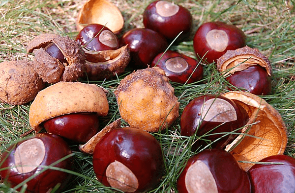 AESCULUS GLABRA