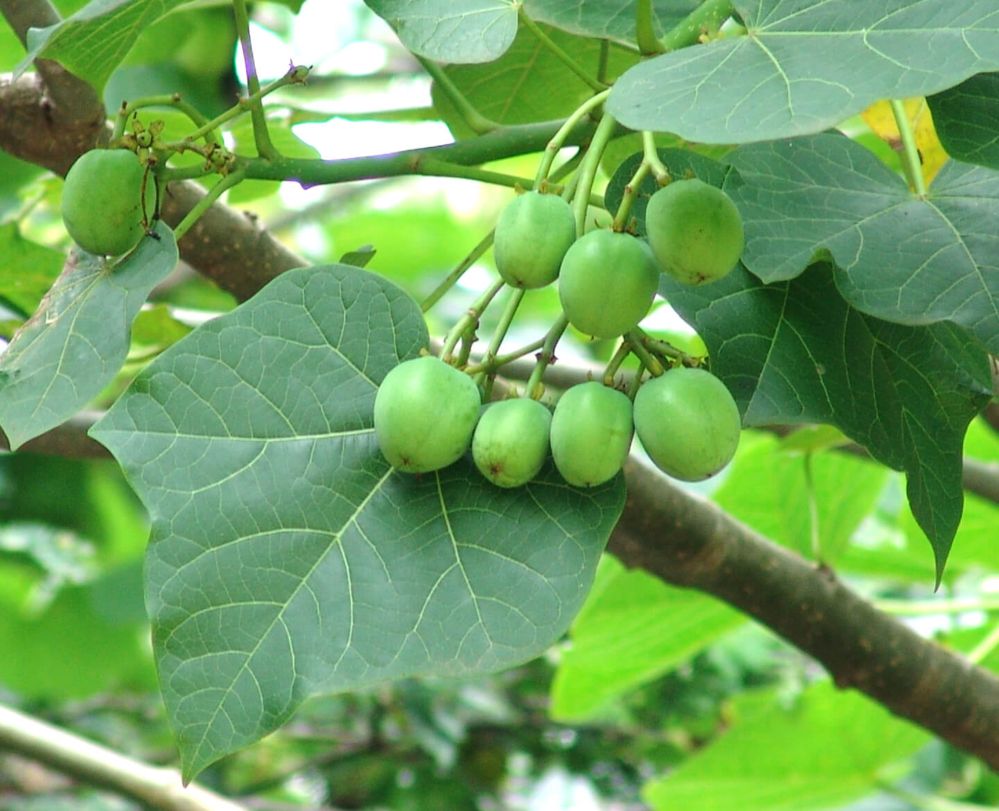 JATROPHA CURCAS