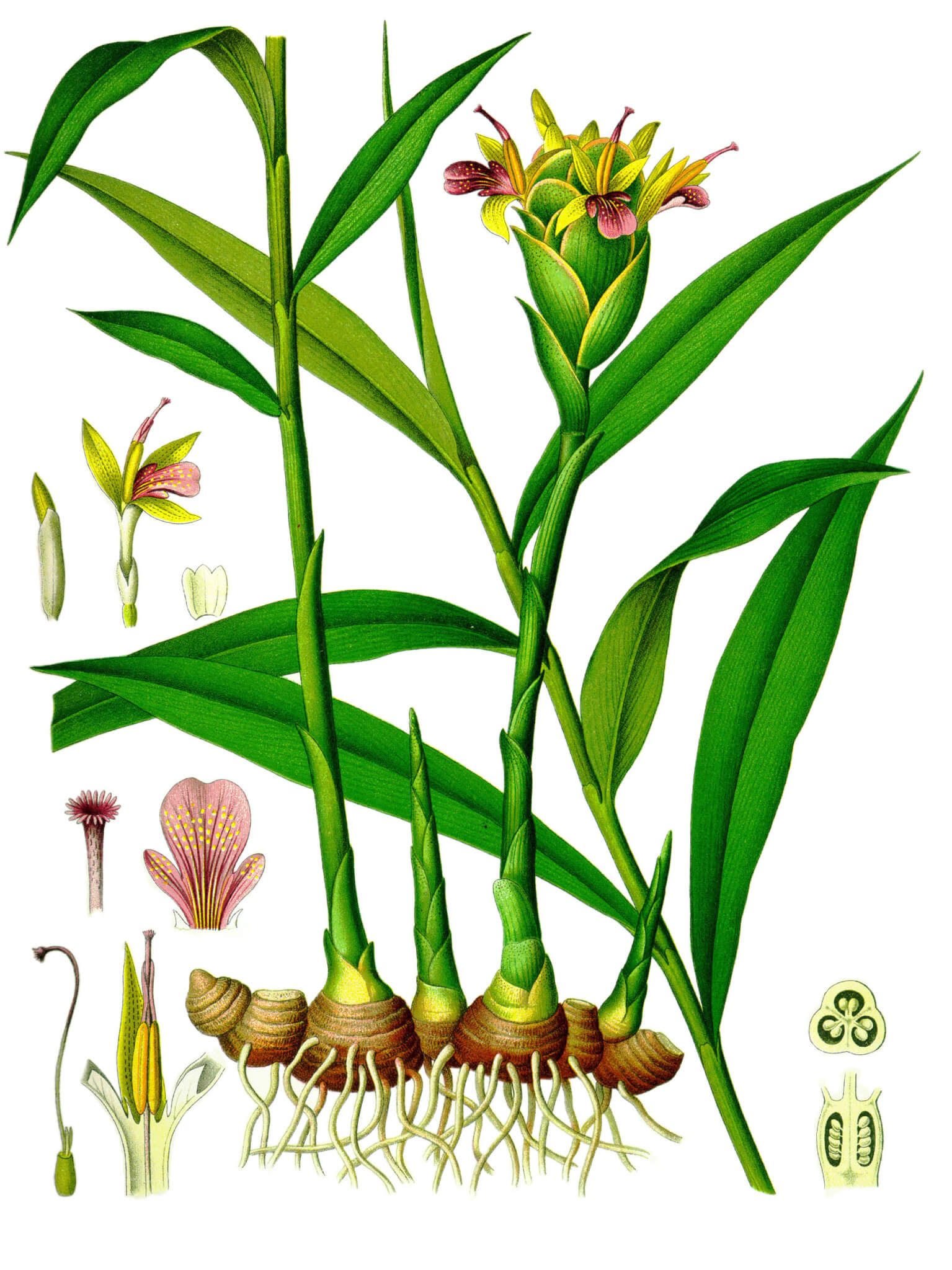 Zinziber