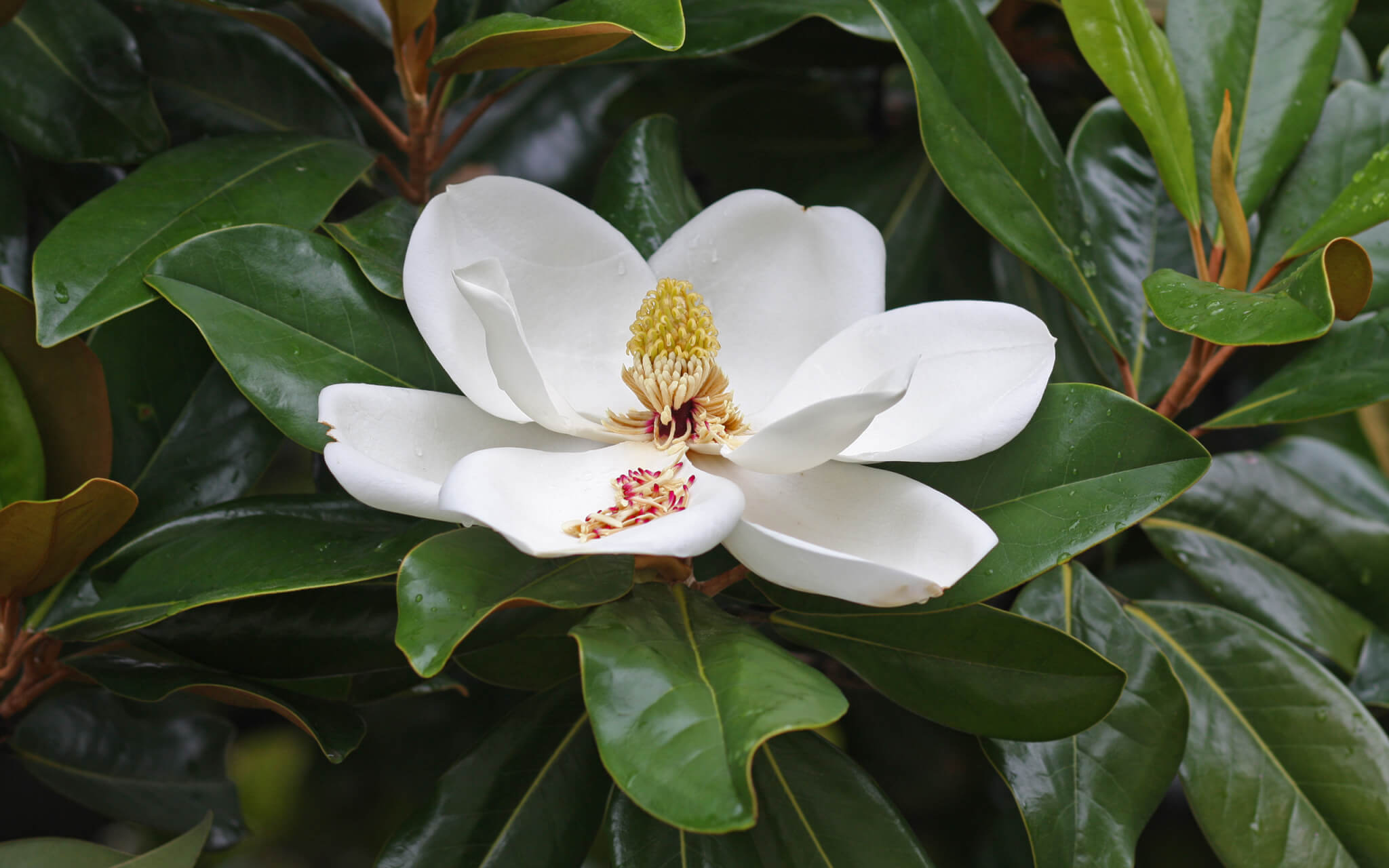 MAGNOLIA GRANDIFLORA