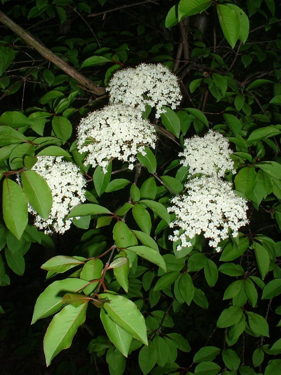 VIBURNUM PRUNIFOLIUM