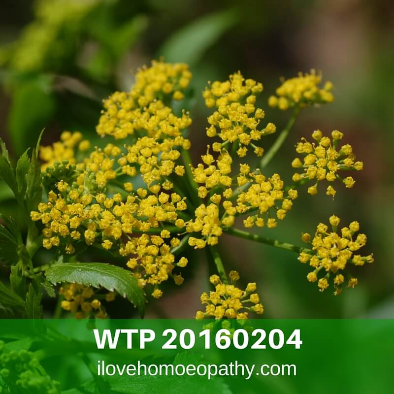 WTR 20160204