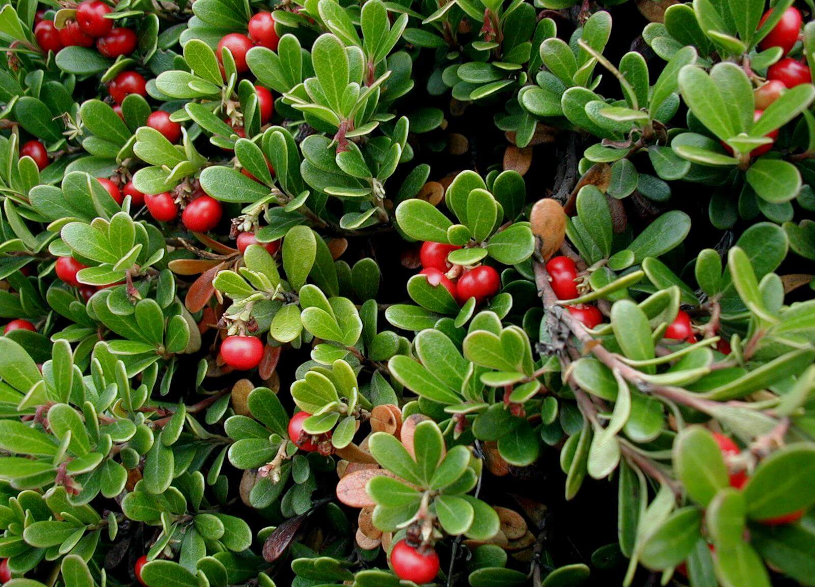 UVA URSI