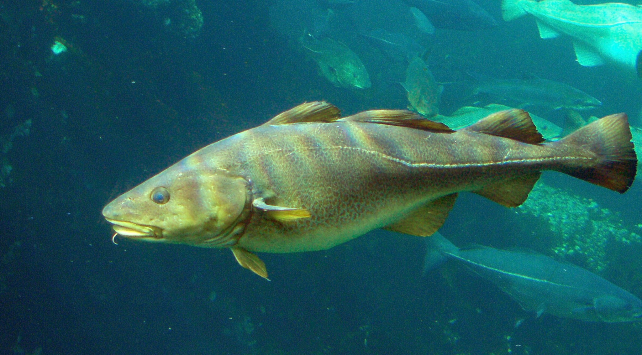 OLEUM JECORIS ASELLI