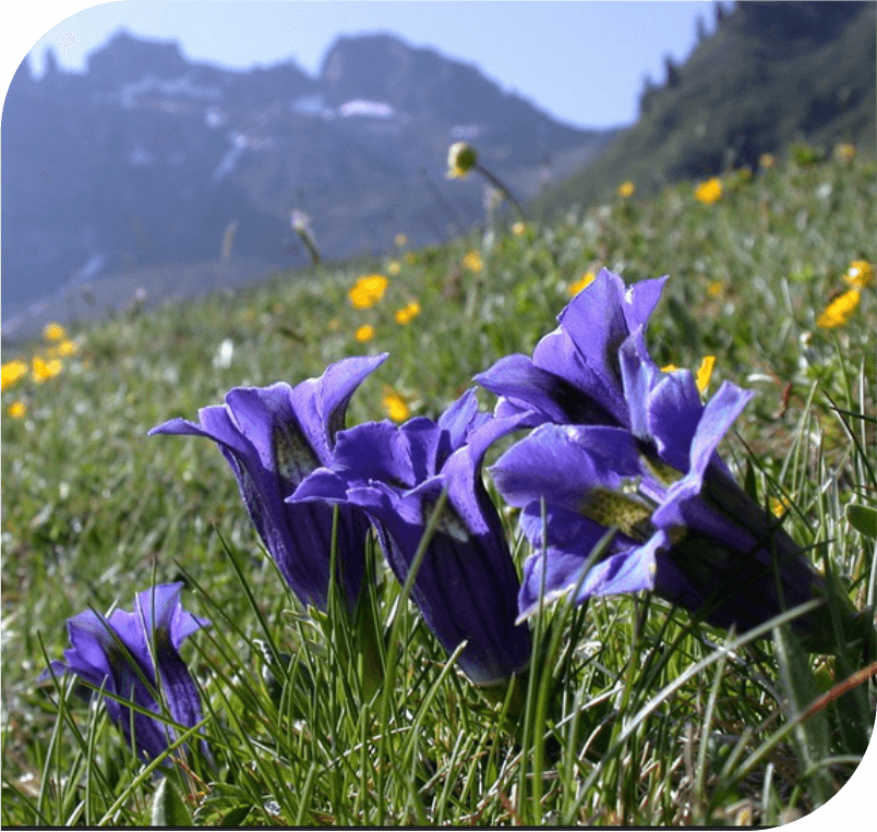 Gentian – The Belief Flower