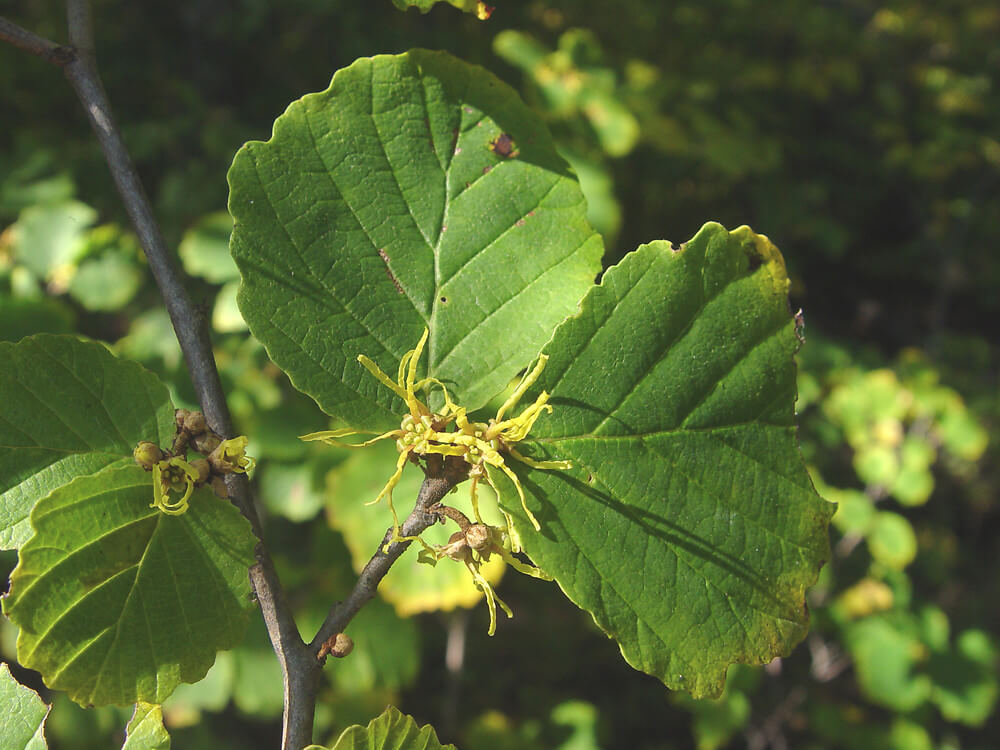 HAMAMELIS VIRGINIANA