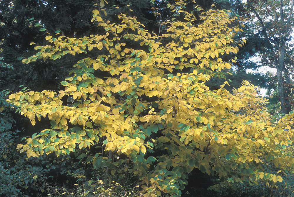HAMAMELIS VIRGINIANA