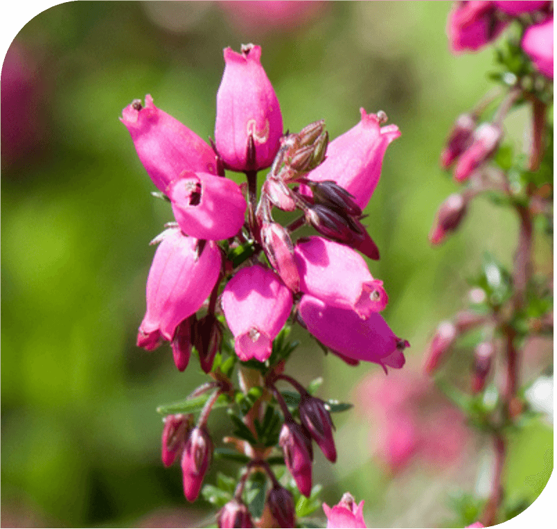 Heather – The Identity Flower