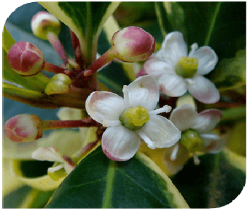 Holly-The Heart opening Flower