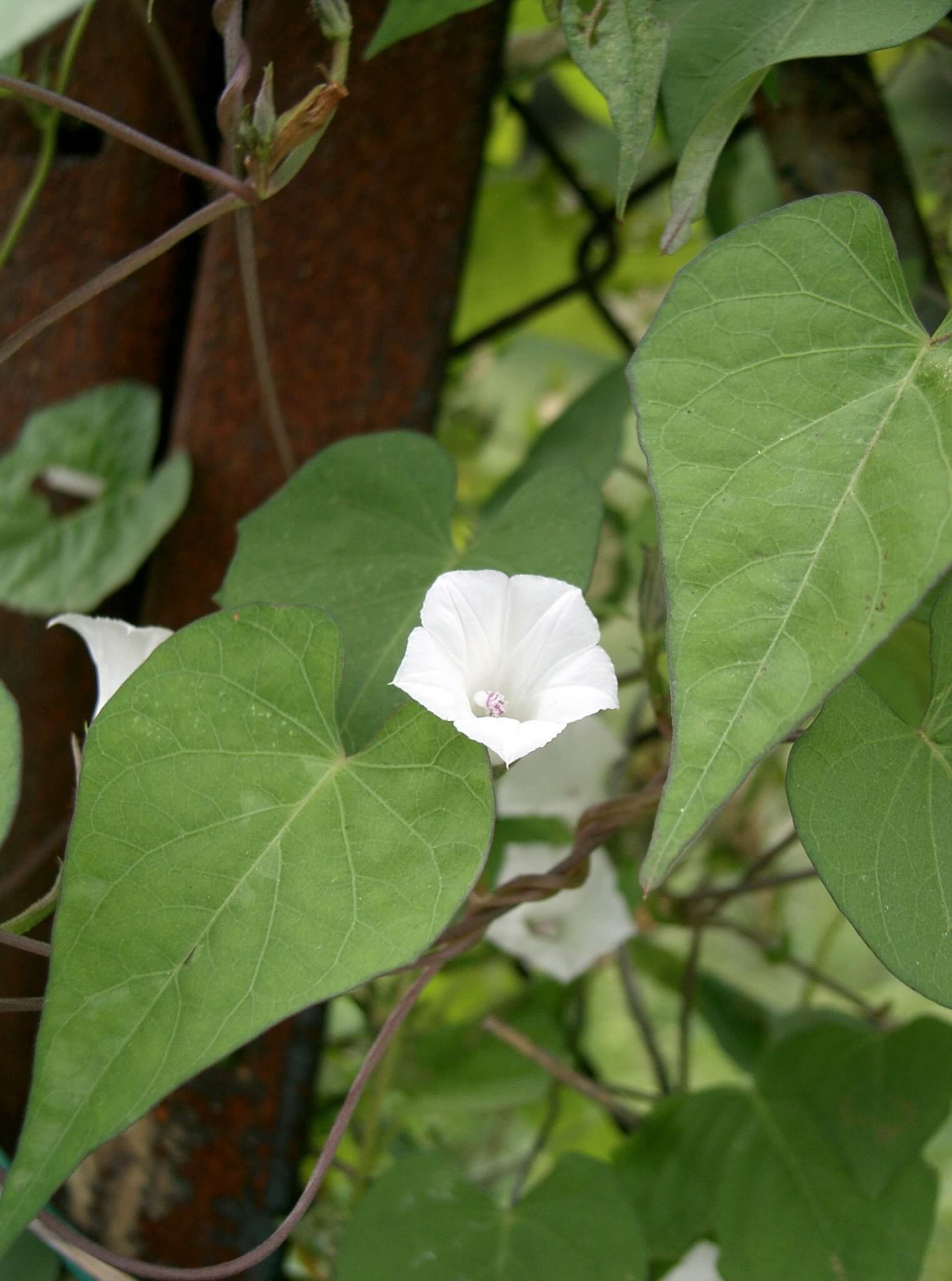 JALAPA