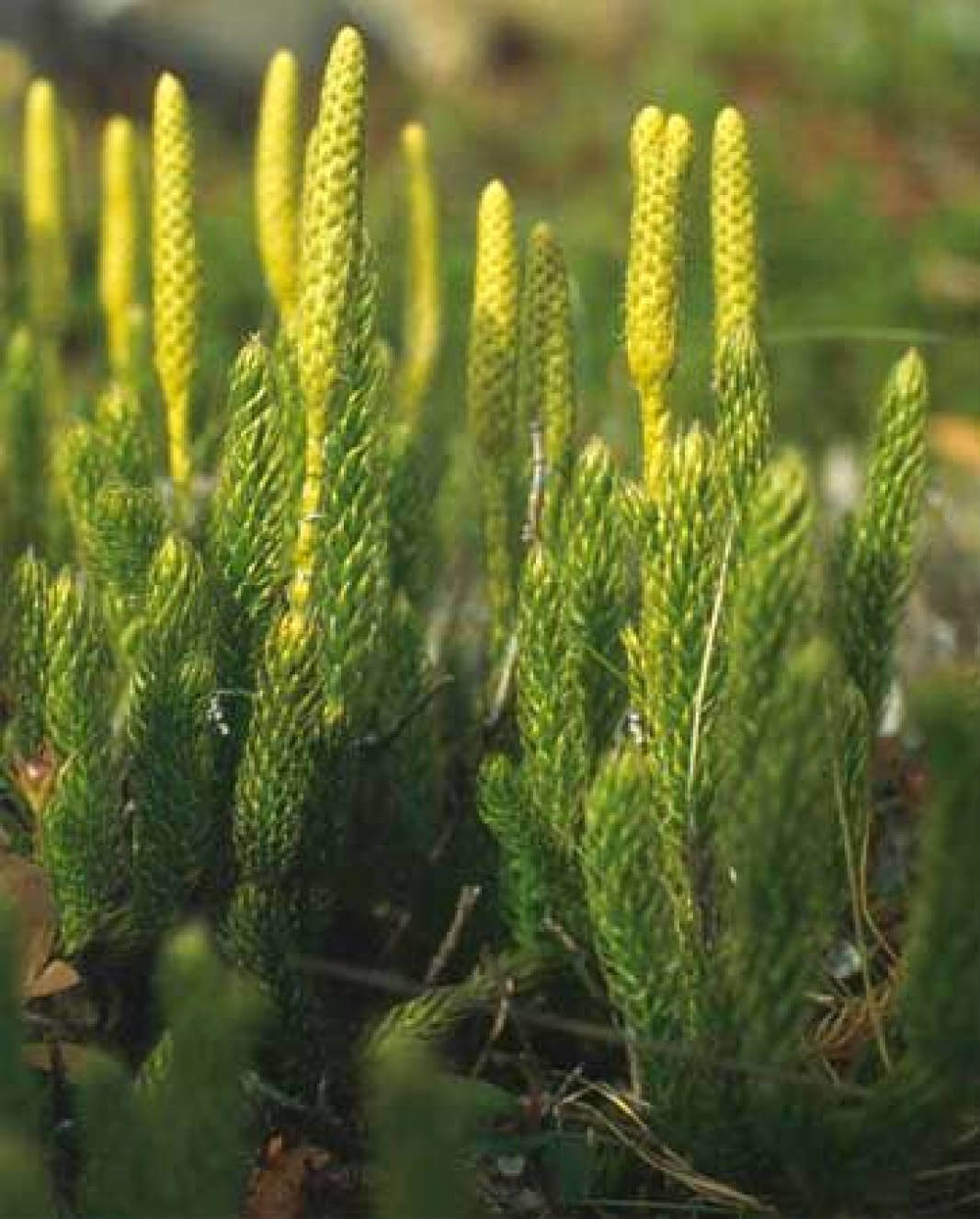 LYCOPODIUM