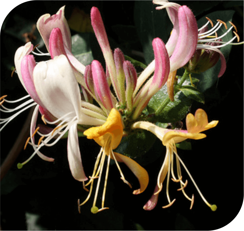 Honeysuckle – The Past Flower