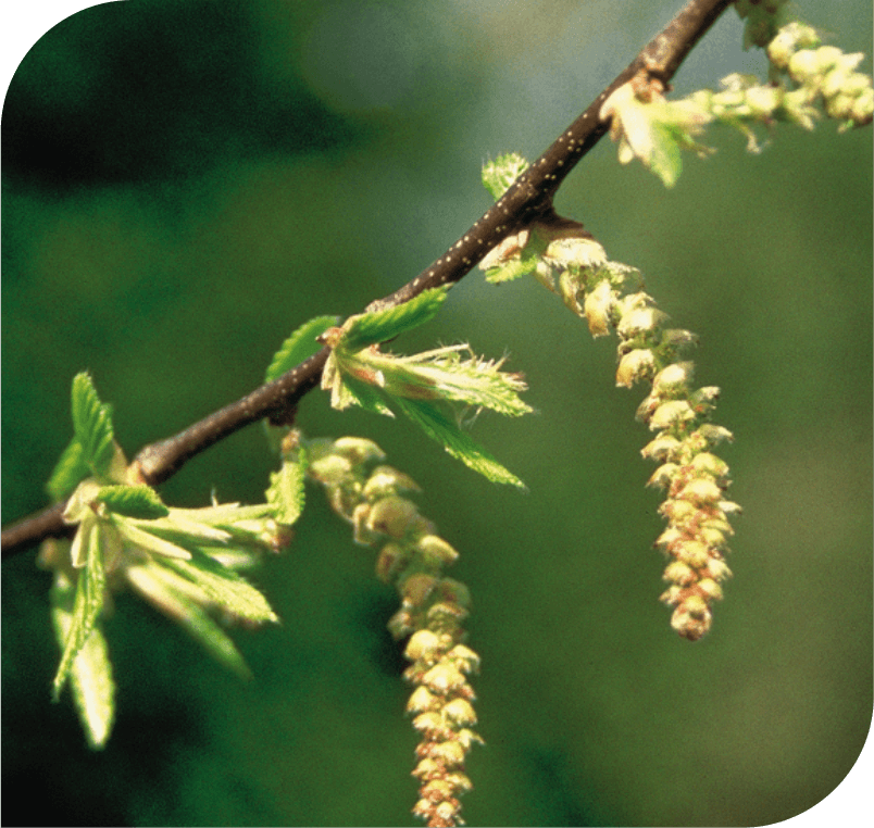 Hornbeam - The Vitality Flower