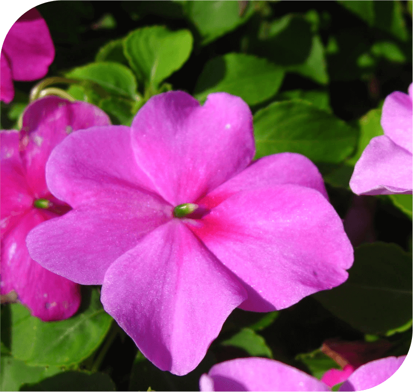 Impatiens - The Time Flower