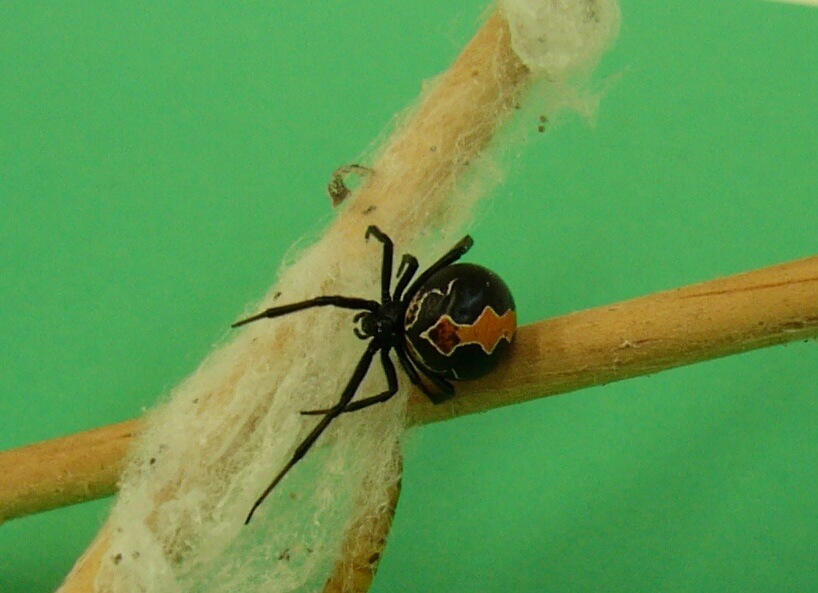 LACTRODECTUS KATIPO