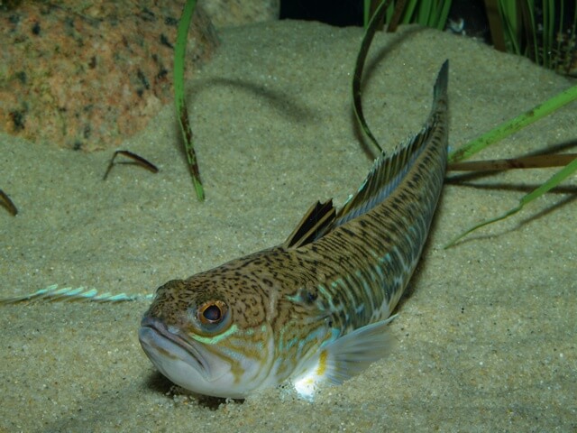 TRACHINUS