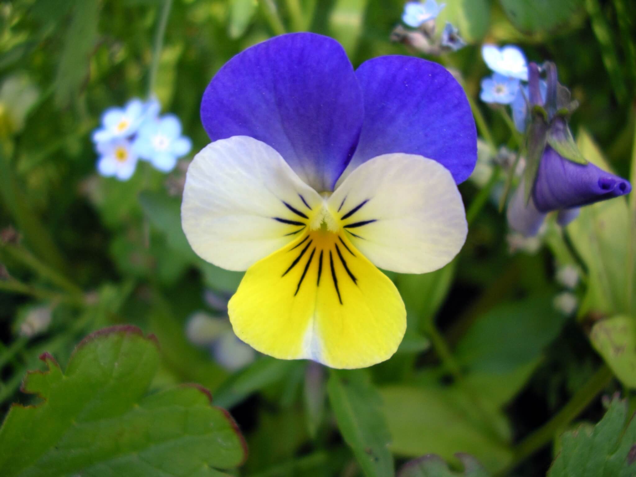 VIOLA TRICOLOR