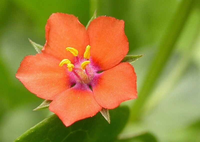 ANAGALLIS ARVENSIS