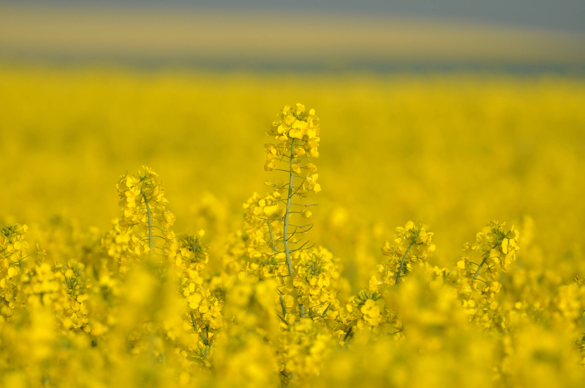 BRASSICA NAPUS