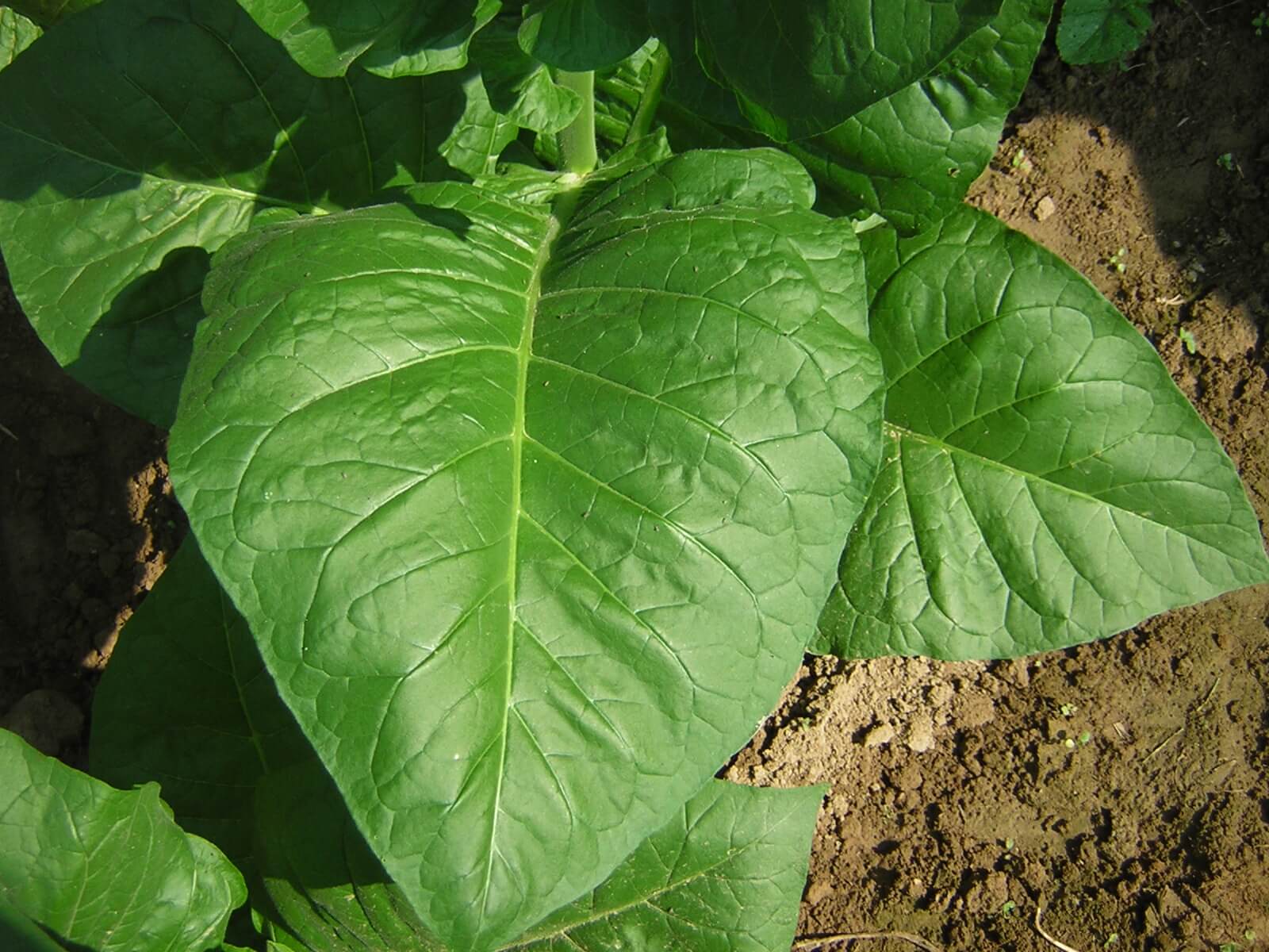 NICOTINUM