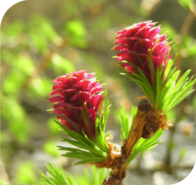 Larch