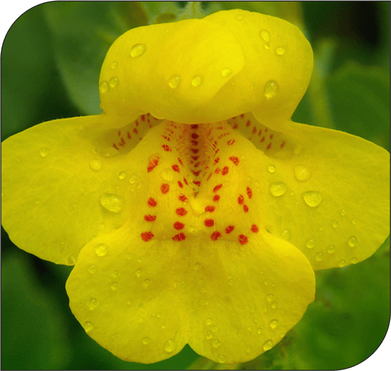 Mimulus - The Bravery Flower