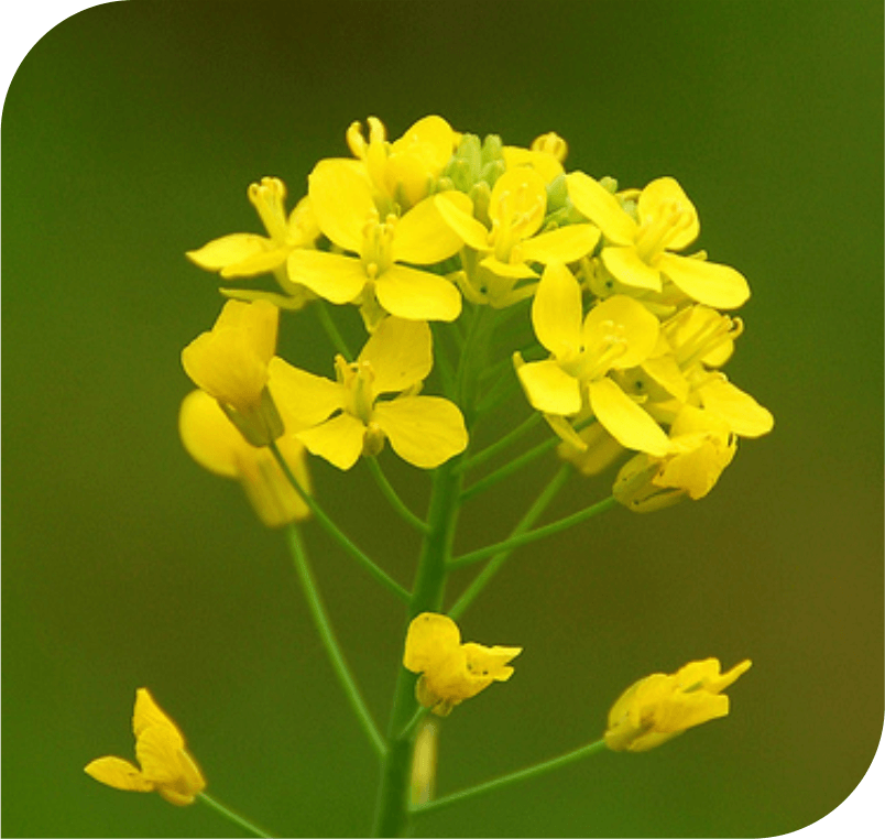 Mustard - The Light Flower