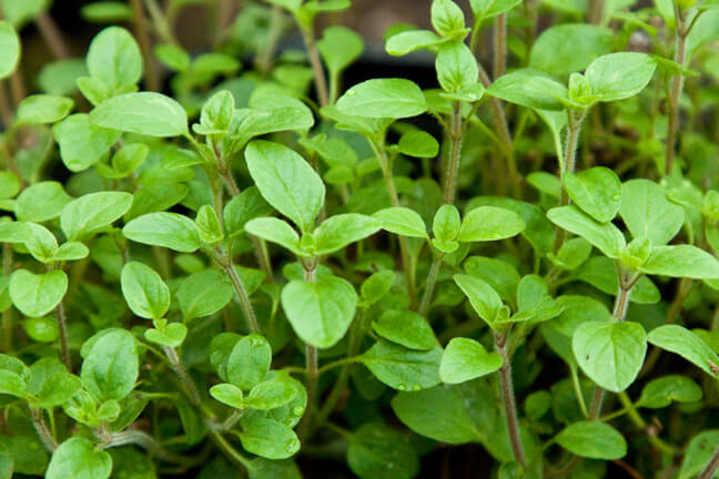 ORIGANUM MAJORANA