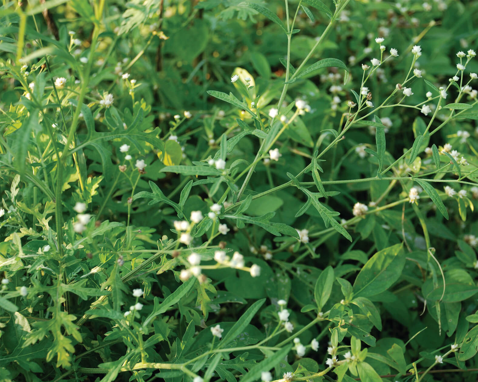 PARTHENIUM HYSTEROPHORUS