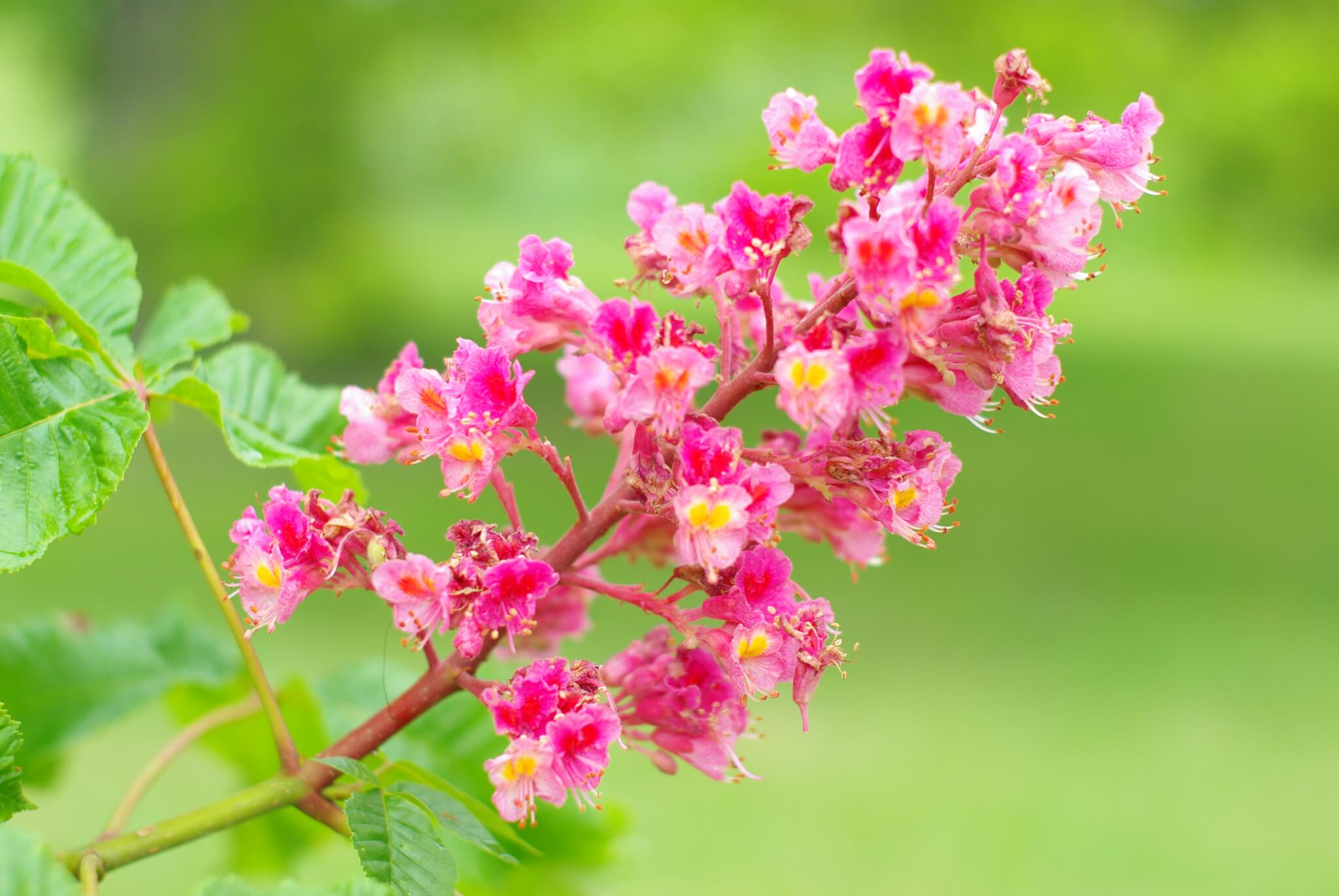 Red Chestnut - The Cutting Free Flower