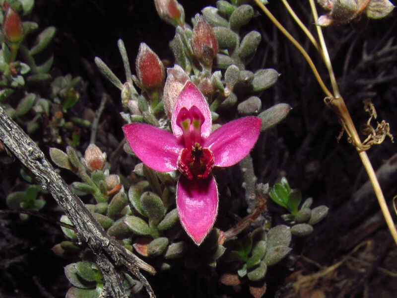 RATANHIA