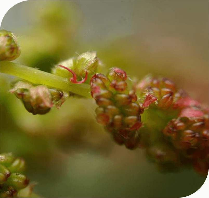 Oak -The Endurance Flower
