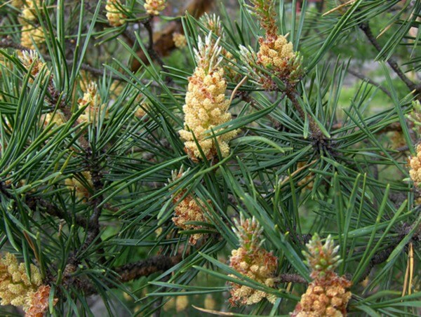 Pine - The Self-Acceptance Flower
