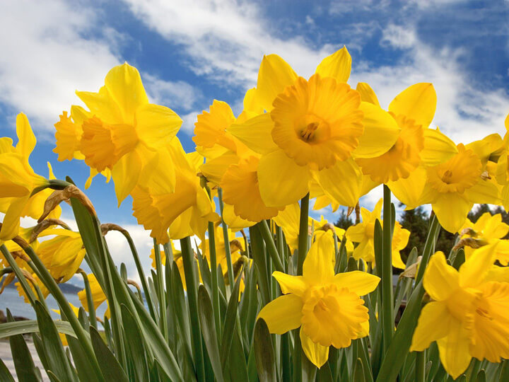 NARCISSUS