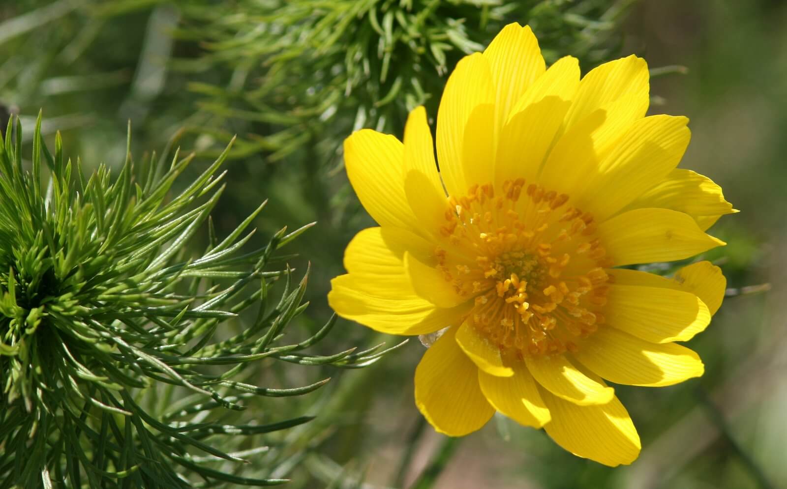 ADONIS VERNALIS