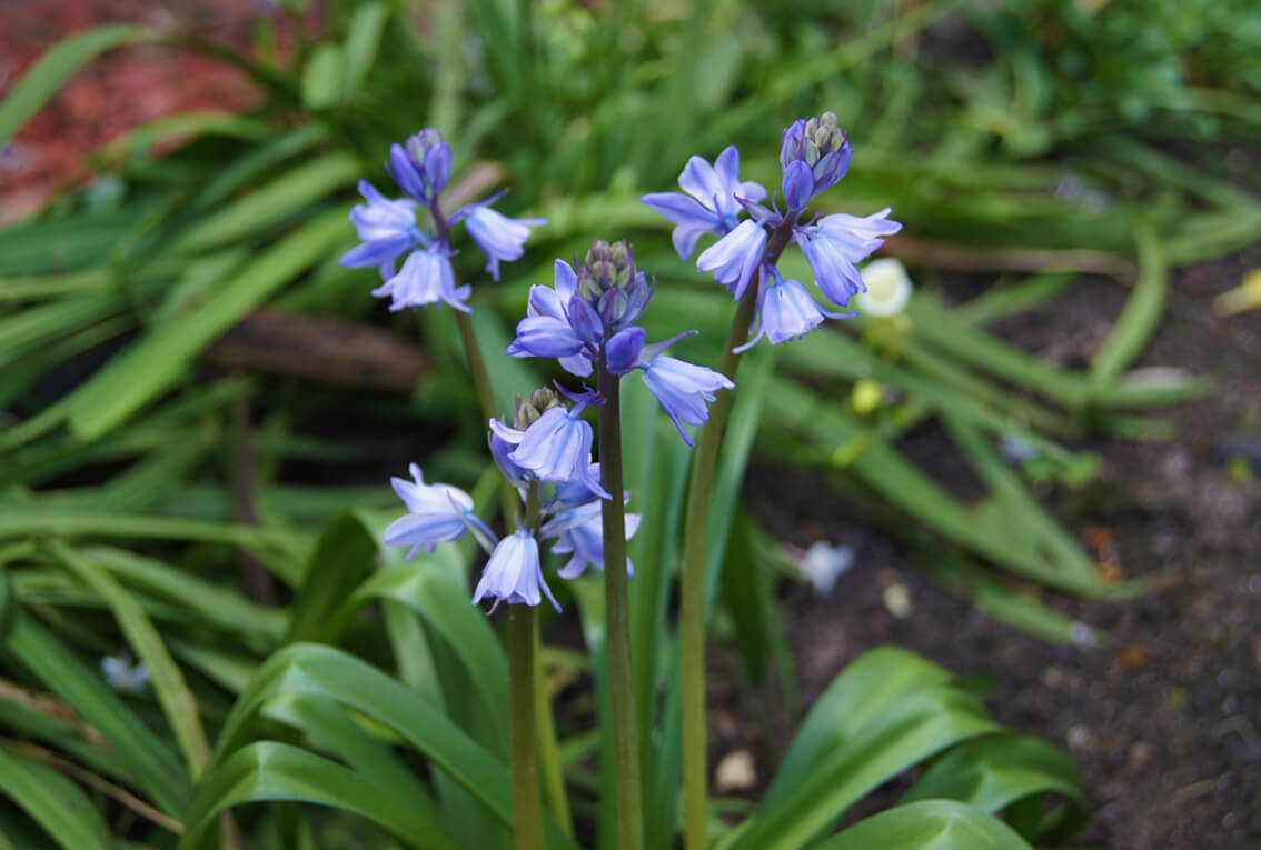 AGRAPHIS NUTANS