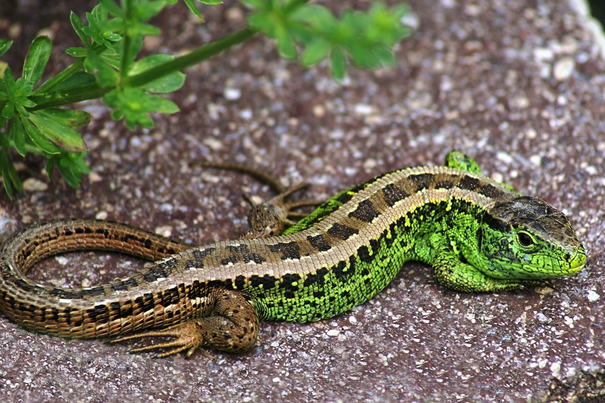 LACERTA AGILIS