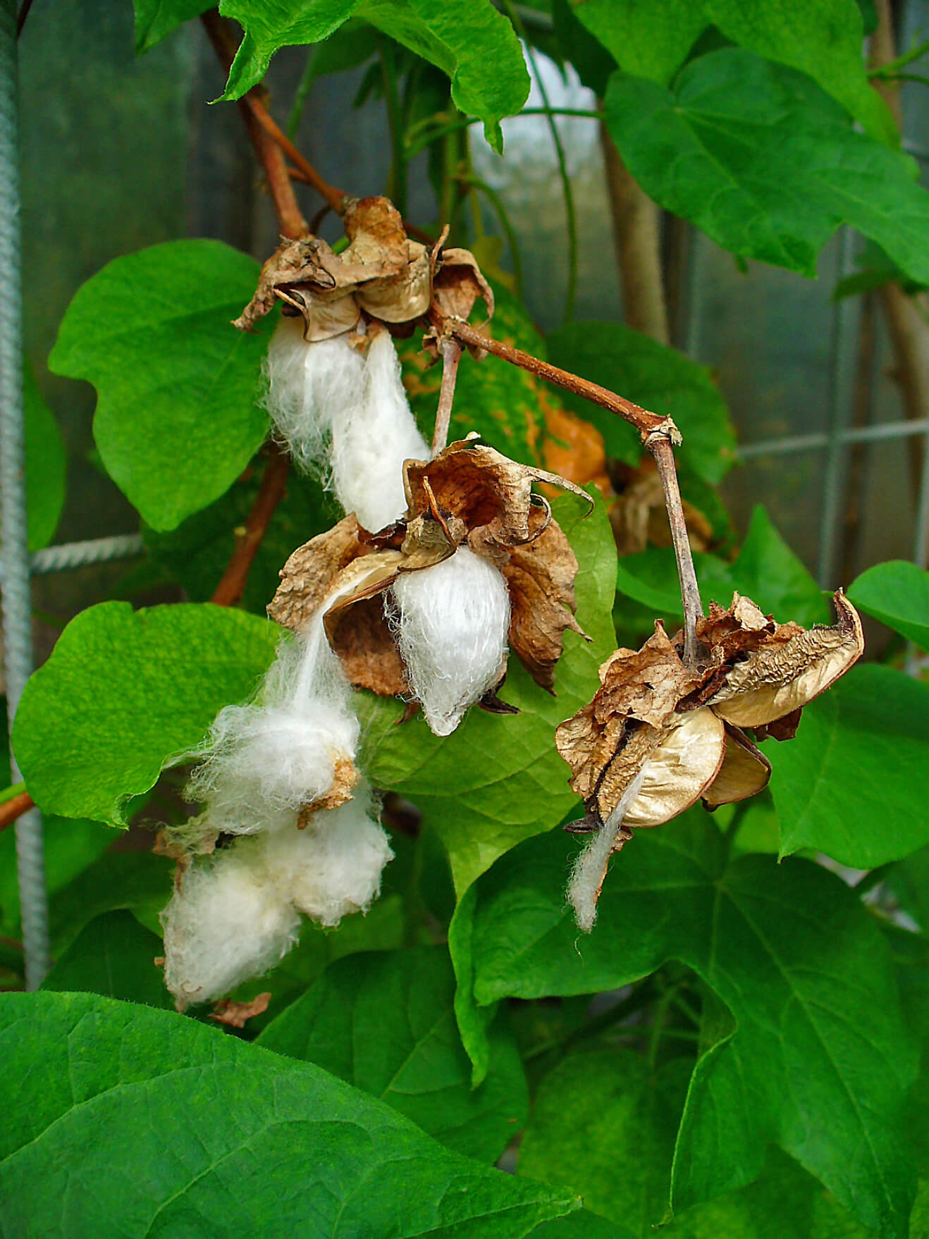 GOSSYPIUM HERBACEUM