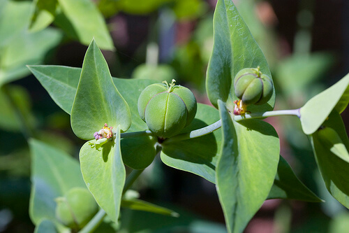EUPHORBIA LATHYRIS