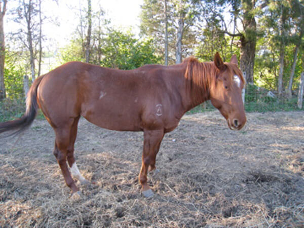 A case of Azoturia
